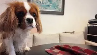 Miniature : Can Vanilla resist our lunch? 2-year-old Cavalier King Charles Spaniel