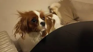 Miniature : We're celebrating our 2-year-old Cavalier King Charles Spaniel, Vanilla! 🎉🐶