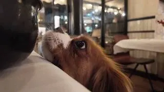 Miniature : Dining out with Vanilla, our almost 2-year-old Cavalier King Charles Spaniel