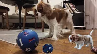 Miniature : Vanilla and her toys: Playtime with a Cavalier King Charles Spaniel