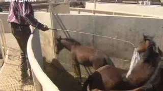 Miniature : Etats-Unis - La chasse aux mustangs
