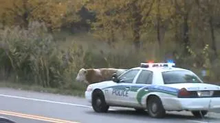 Miniature : Gatineau / Canada - La police tire 12 coups de feu sur une inoffensive vache