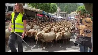 Miniature : Castellane célèbre la 20e édition de la Fête de la Transhumance sous un soleil radieux