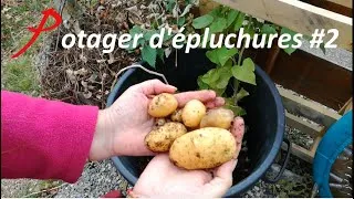 Miniature : ⛺ Potager d'épluchures # 2 - Permaculture