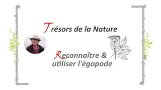 Miniature : 🍀 Comment reconnaître l'Egopode ? Une nouvelle salade sauvage !