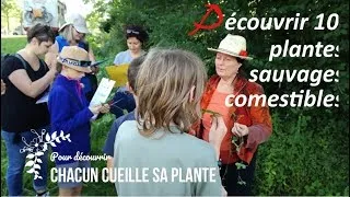 Miniature : 🍀 Découvrir 10 Plantes Sauvages Comestibles
