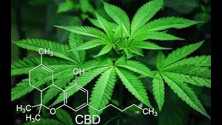 Miniature : Effets positifs de l'huile de cannabis (chanvre) thérapeutique sur la maladie de Parkinson