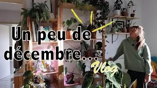 Miniature : Collection de plantes | Nouveautés de décembre + Nouvelles acquisitions !