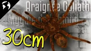 Miniature : La plus GROSSE araignée du MONDE