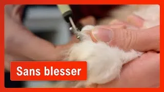 Miniature : Couper les griffes de votre chat [+ Fiche]