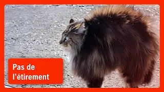 Miniature : Pourquoi les chats soulèvent le dos [Langage Corporel]