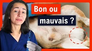 Miniature : Castration de chien : Avantages et inconvénients