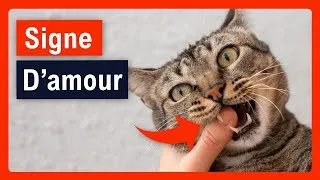 Miniature : Signes que ton chat te voit comme un parent