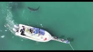 Miniature : Teaser – La Chute du Monstre | TV Monaco