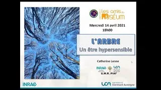 Miniature : L’arbre, un être hypersensible  par Catherine Lenne