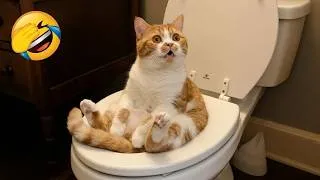 Miniature : Ces animaux hilarants vous feront rire du début à la fin 😂