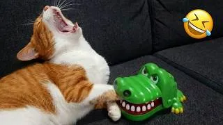Miniature : Ces animaux drôles sont impossibles à regarder sans rire 🤣