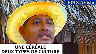 Miniature : Agriculteurs du Monde : Le Maïs au Mexique
