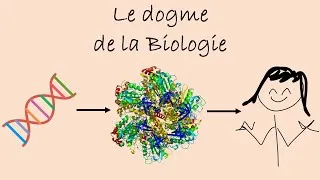 Miniature : Le Dogme de la biologie, de l'ADN à la protéine.