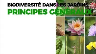 Miniature : Écosystèmes et biodiversité : Fondamentaux et services écosystémiques