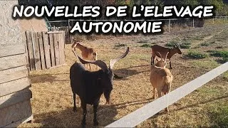Miniature : Nouvelles de l'élevage pour notre autonomie
