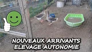 Miniature : Oies dans l'élevage #autonomie