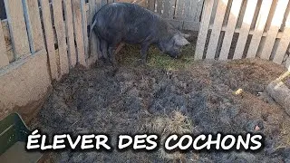 Miniature : Bilan comment élever des cochons #autonomie