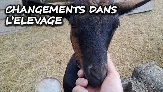 Miniature : Changements dans l'élevage #autonomie