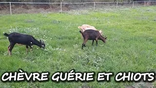 Miniature : La chèvre est guérie et la chienne a mis bas