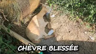 Miniature : Notre Chèvre s'est cassé une patte !