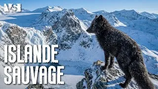 Miniature : ISLANDE | Survie dans le territoire le plus hostile d'Europe du Nord - Documentaire Animalier