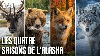 Miniature : LES QUATRE SAISONS DE L’ALASKA | La Transformation du Royaume du Nord – Documentaire Animaux Sauvage