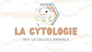 Miniature : LA CYTOLOGIE: N°4 La cellule animale
