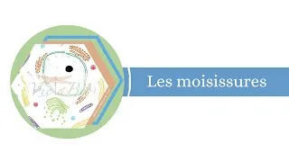 Miniature : OBSERVATION DES MOISISSURES D'UN PANCAKES-PENICILLIUM