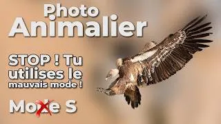 Miniature : Photo animalière : MODE S vs MODE A : LE PIÈGE que 90% des photographes IGNORENT !