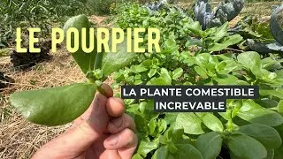 Miniature : Le pourpier: La salade increvable 
