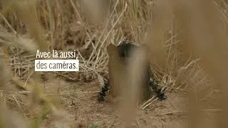 Miniature : Le hamster, le bioduc et l’autoroute