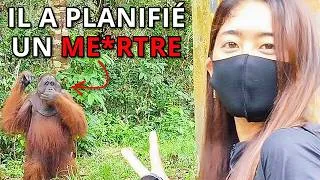 Miniature : L'Intelligence Terrifiante Des Orang Outans