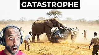 Miniature : Les Safaris Qui Ont Très Mal Tourné