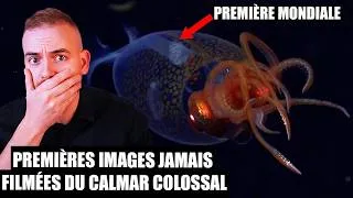 Miniature : Première Vidéo au Monde du Calamar Colossal — Voici Ce Qu'on Sait
