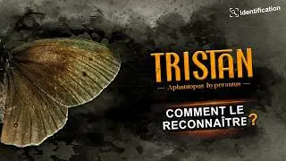 Miniature : Identifier le tristan : Guide et critères clés