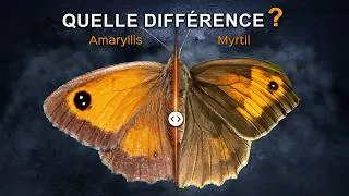 Miniature : Amaryllis et myrtil : Comment les différencier ?