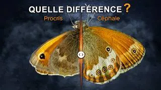 Miniature : Procris et céphale : Comment les différencier ?