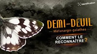 Miniature : Identifier le demi-deuil : Guide et critères clés