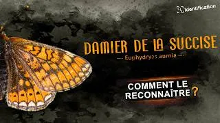 Miniature : Identifier le damier de la succise : Guide et critères clés