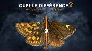 Miniature : Héchiquier et Miroir : Comment les différencier ?