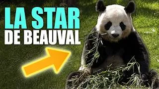 Miniature : Comment Beauval protège VRAIMENT ses pandas géants