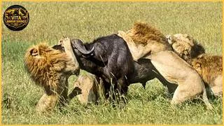 Miniature : Les attaques de lions les plus mortelles filmées par caméra | Animaux sauvages