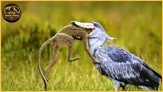Miniature : Les attaques d'oiseaux les plus mortelles filmées par caméra | Animaux sauvages