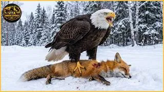 Miniature : Les attaques d'aigles les plus mortelles filmées par caméra | Animaux sauvages